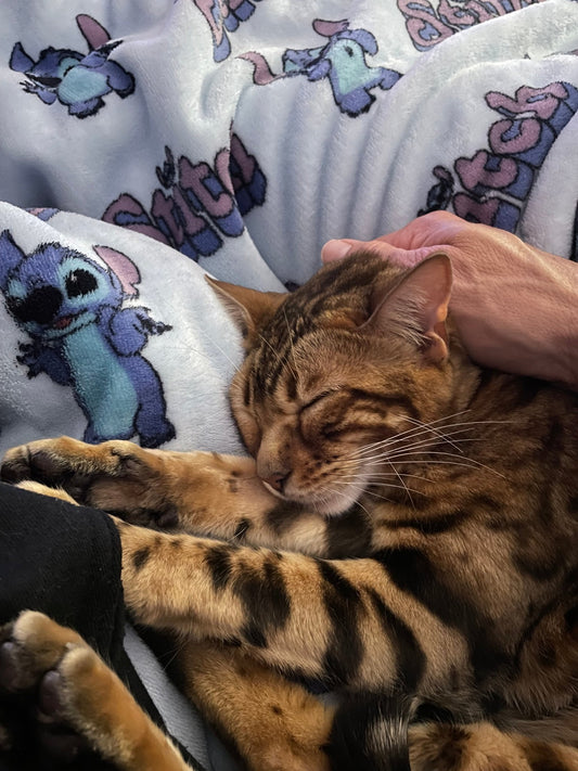Comment Choisir le Meilleur Produit pour Votre Chat: Conseils et Astuces - Mioumiou
