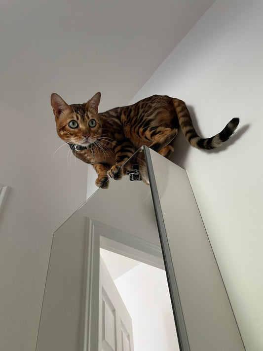 Comment Décrypter le Comportement de Votre Chat - Mioumiou