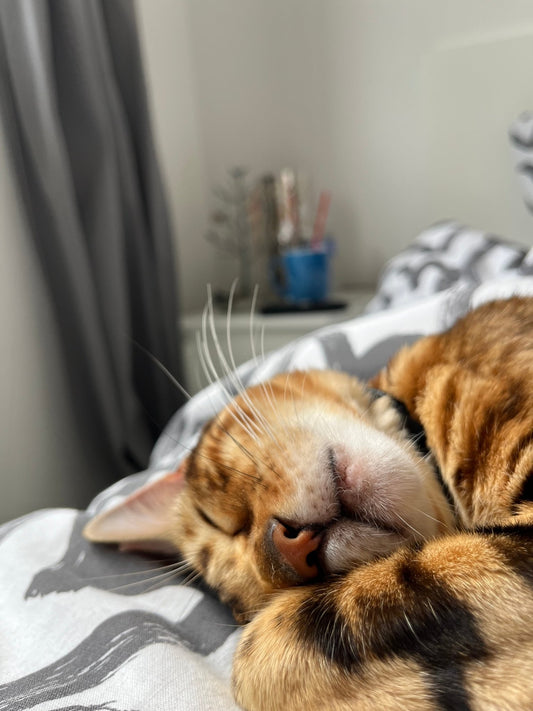 Guide des Soins pour les Chats : Assurez le Bien-être de Votre Compagnon Félin - Mioumiou