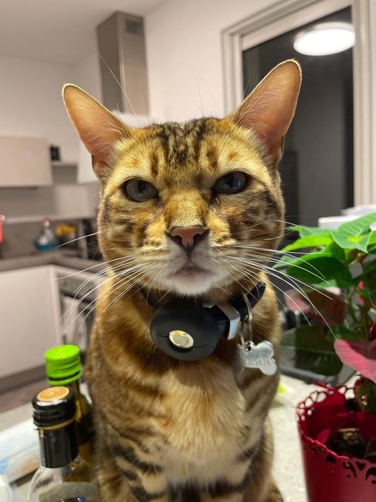Les Chats des Bengales : Une Énergie Sauvage et Élégante - Mioumiou