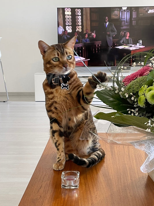 Les Tendances Actuelles pour les Amoureux des Chats en 2024 - Mioumiou