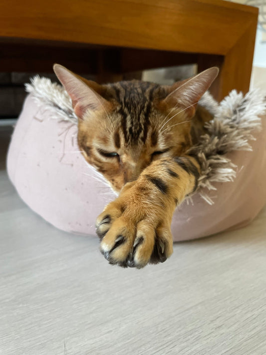 Les Tendances Actuelles pour Vos Chats : Ce Qu’il Faut Savoir en 2024 - Mioumiou