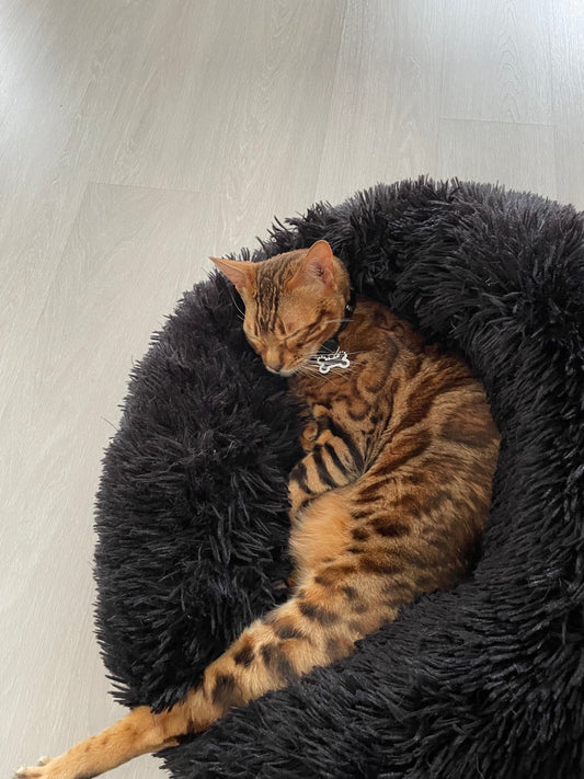 Paniers et Niches pour Chats : Les Tendances à Ne Pas Manquer en 2024 - Mioumiou