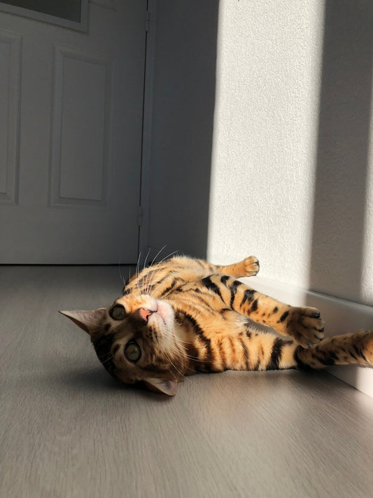 Pourquoi mon chat me mord-il ? - Mioumiou