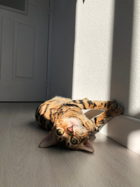 Pourquoi mon chat miaule-t-il tout le temps ? - Mioumiou