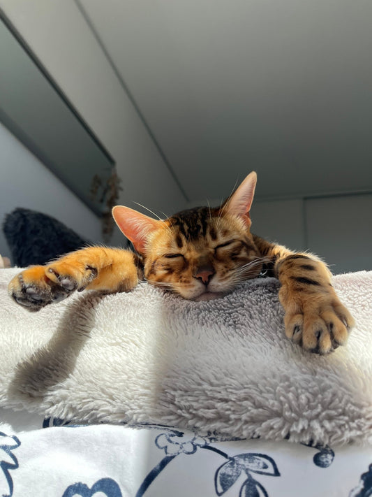 Tout ce qu’il faut savoir pour prendre soin de votre chat - Mioumiou